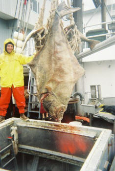 Bill's Got Halibut!