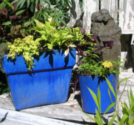 Blue Pots at Village Green