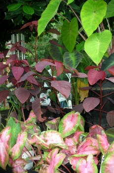 Summer foliage at Village Green